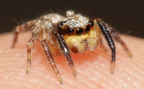 Réf. 208 685 : Pseudeuophrys vafra