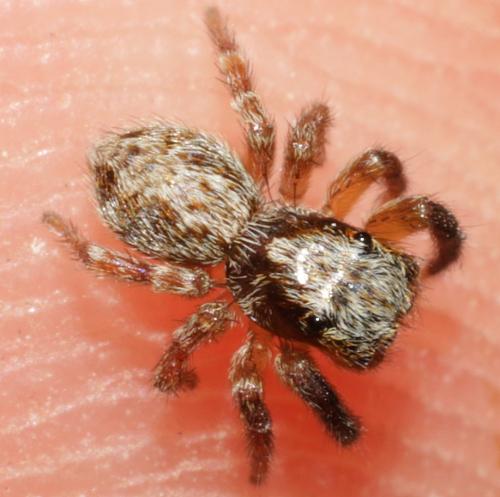 Réf. 208 684 : Pseudeuophrys vafra