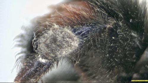 Bombus lapidarius