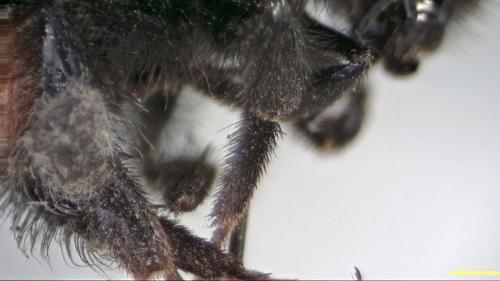 Bombus lapidarius