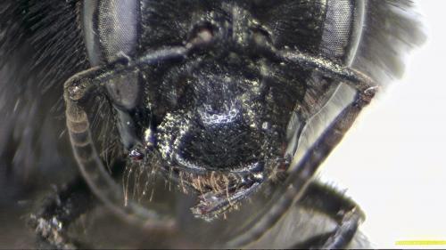 Réf. 208 232 : Bombus lapidarius