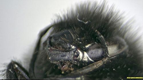 Bombus lapidarius