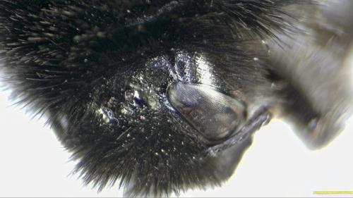 Réf. 208 233 : Bombus lapidarius