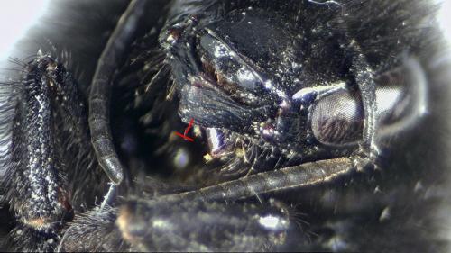 Réf. 208 365 : Bombus lapidarius