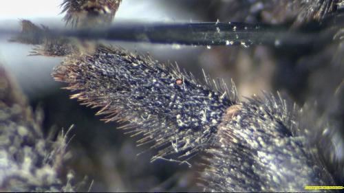 Bombus lapidarius