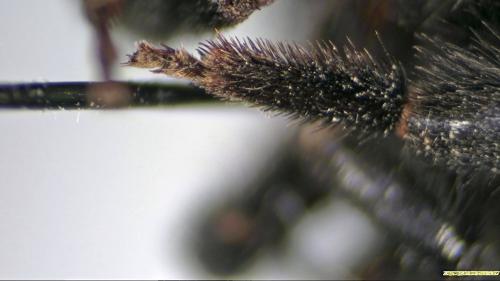 Bombus lapidarius