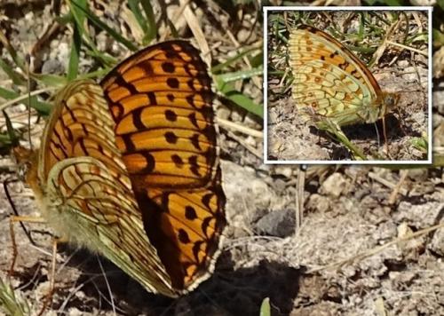 Argynnis niobe