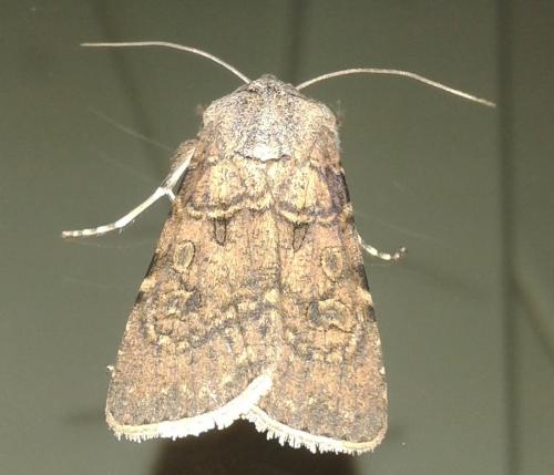Réf. 208 721 : Agrotis segetum
