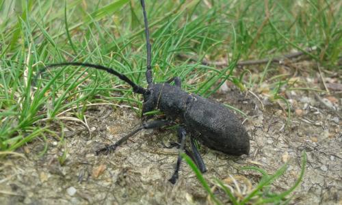 Morimus asper