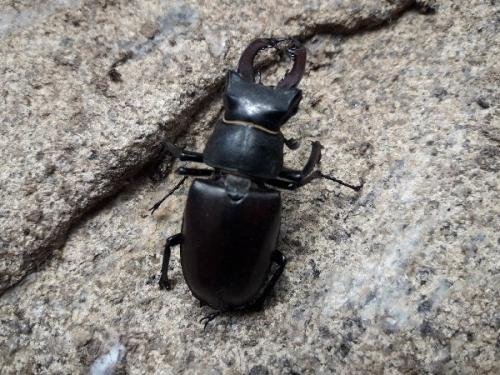 Réf. 208 673 : Lucanus cervus