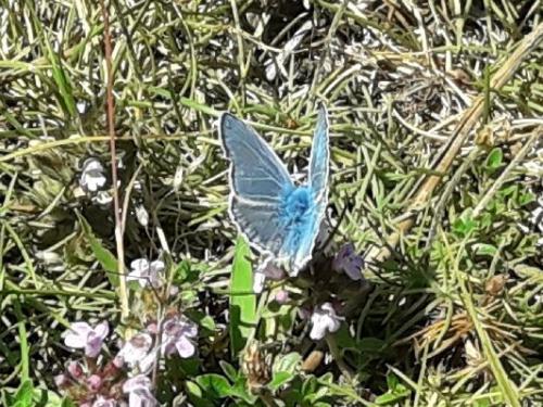 Polyommatus eros
