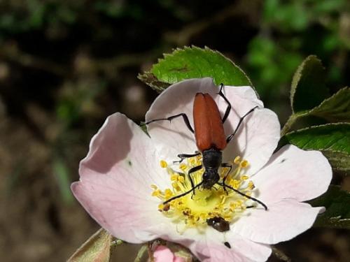 Anastrangalia sanguinolenta