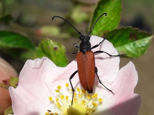 Anastrangalia sanguinolenta