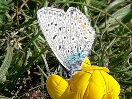 Polyommatus eros