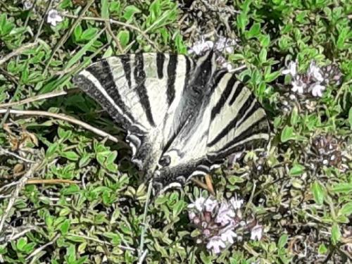 Réf. 208 899 : Iphiclides feisthamelii