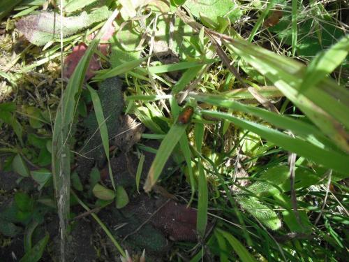 Cryptocephalus sp.