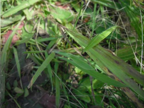 Cryptocephalus sp.