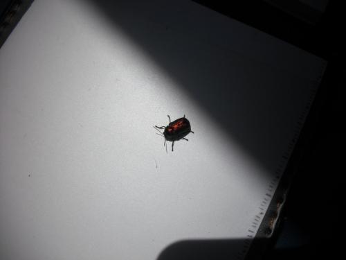 Cryptocephalus sp.