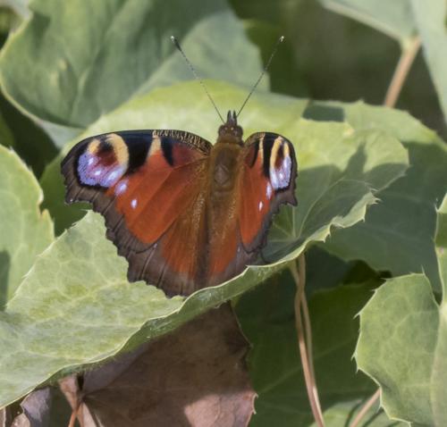 Réf. 208 349 : Aglais io