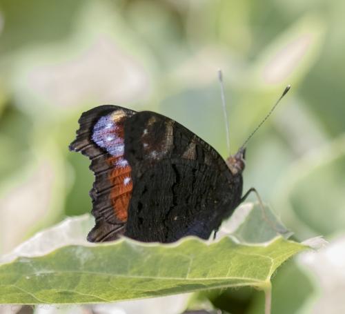 Réf. 208 350 : Aglais io