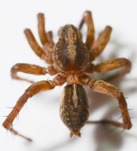 Réf. 208 631 : Trochosa ruricola