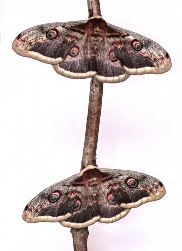 Saturnia pyri