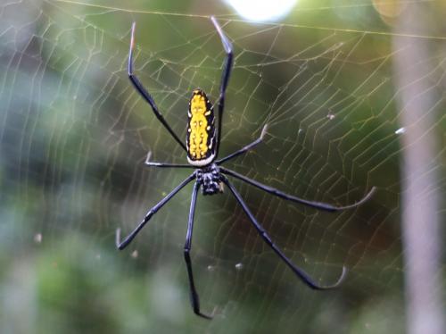 Nephila sp.