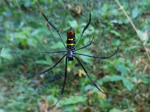 Réf. 208 467 : Nephila sp.