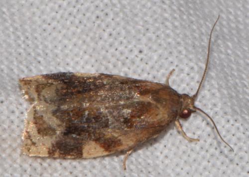 Réf. 208 939 : Archips xylosteana