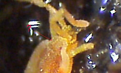 Smaris squamata