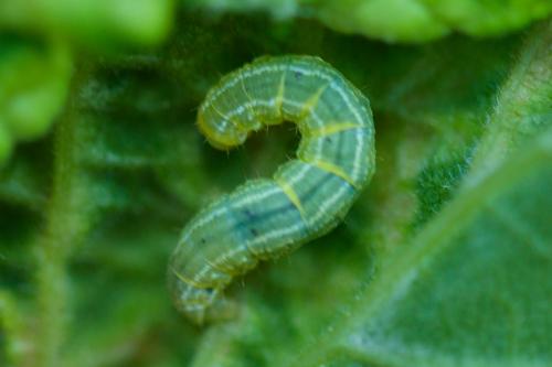 Operophtera brumata