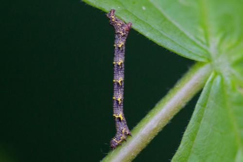 Réf. 208 450 : Lycia hirtaria