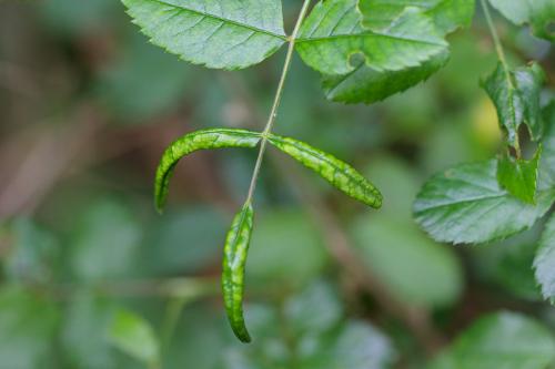 Blennocampa phyllocolpa