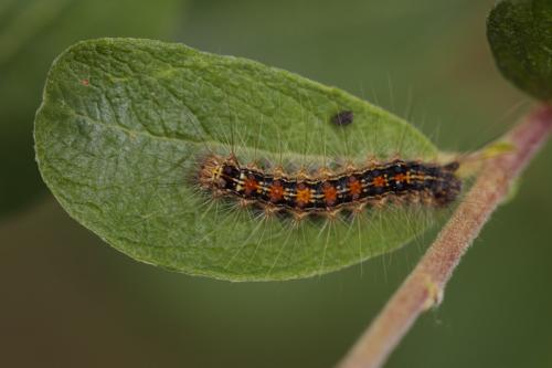 Réf. 208 333 : Lymantria dispar