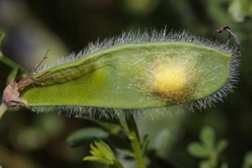 Araniella sp.