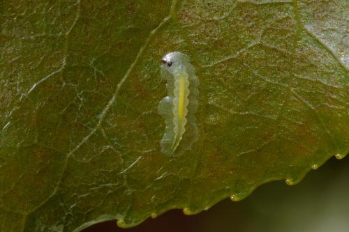 Phyllocnistis unipunctella