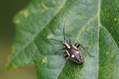 Réf. 208 007 : Capsodes sulcatus