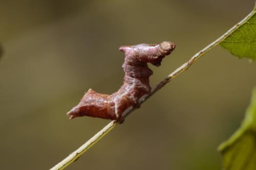 Réf. 208 334 : Notodonta ziczac