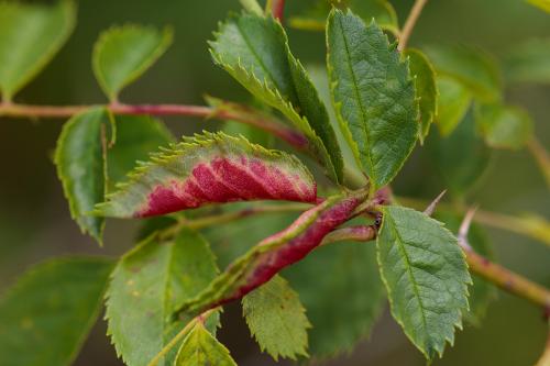 Dasineura rosae