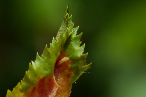 Dasineura rosae