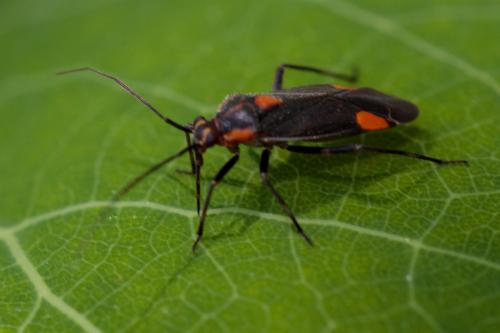 Réf. 208 034 : Capsodes flavomarginatus