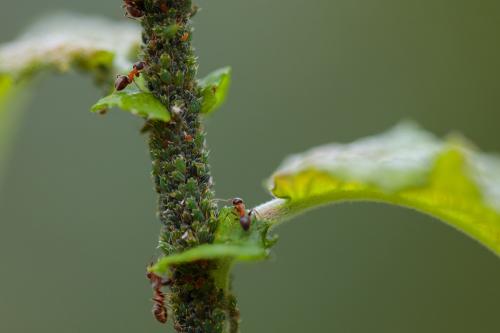 Aphis farinosa