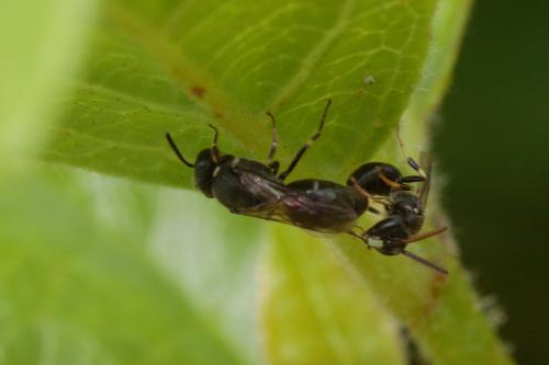 Réf. 208 339 : Hylaeus sp.