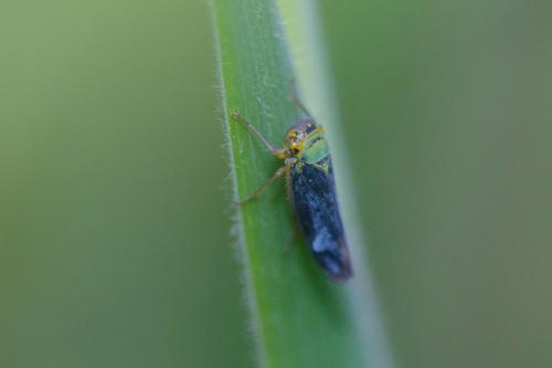 Réf. 208 344 : Cicadella viridis