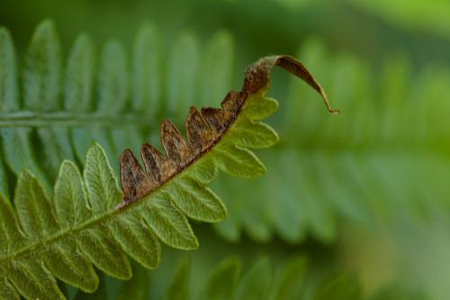 Phytoliriomyza hilarella