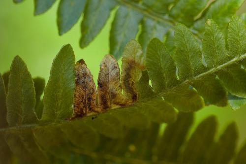 Phytoliriomyza hilarella
