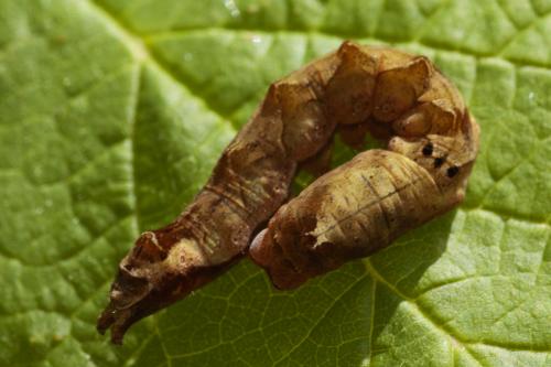 Réf. 208 656 : Thyatira batis