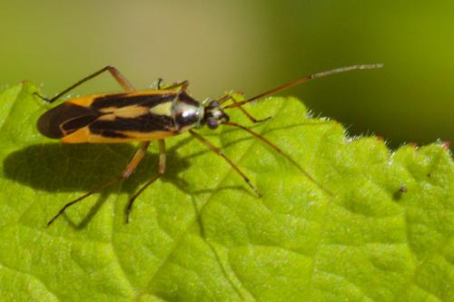 Réf. 208 448 : Stenotus binotatus