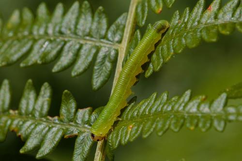 Réf. 208 439 : Strongylogaster sp.