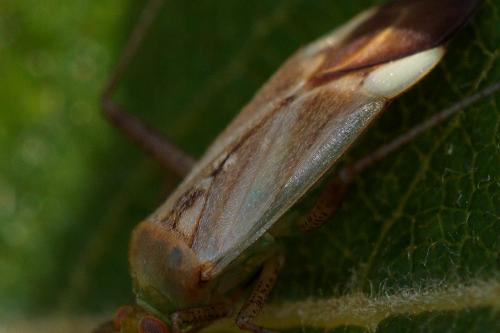 Réf. 208 540 : Adelphocoris lineolatus